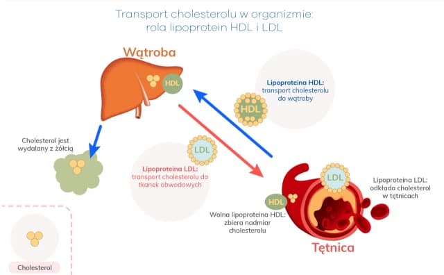 HDL jaki to cholesterol - poznaj jego znaczenie dla zdrowia serca HDL jaki to cholesterol - poznaj jego znaczenie dla zdrowia serca