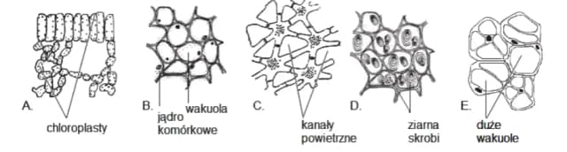 Jakie są tkanki roślinne? Odkryj ich rodzaje i funkcje w botanice Jakie są tkanki roślinne? Odkryj ich rodzaje i funkcje w botanice