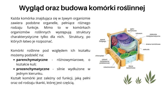 Jak wygląda komórka roślinna? Odkryj jej złożoną budowę i funkcje Jak wygląda komórka roślinna? Odkryj jej złożoną budowę i funkcje