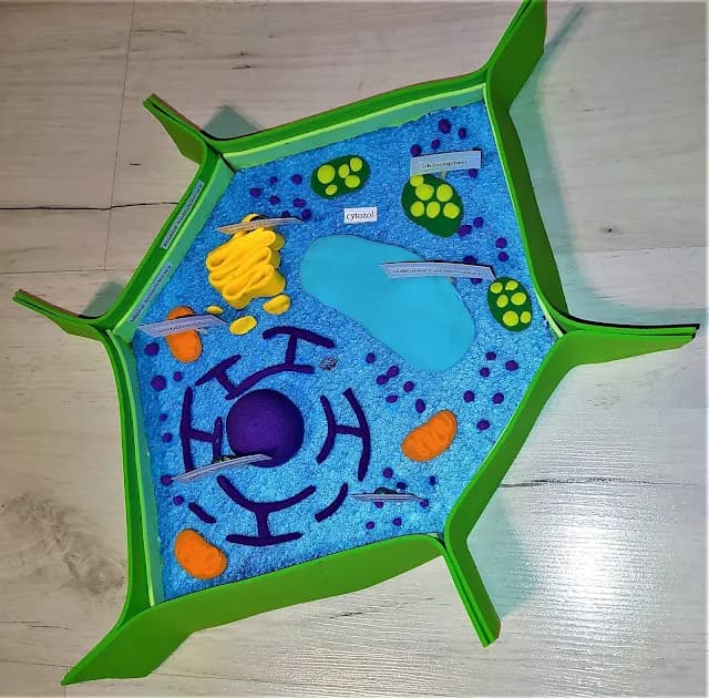 Jak zrobić komórkę roślinną – proste kroki i materiały do modelu Jak zrobić komórkę roślinną – proste kroki i materiały do modelu