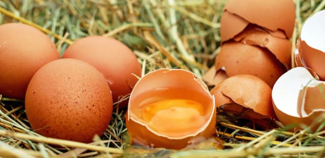 Jakie kury znoszą jajka bez cholesterolu? Odkryj zdrowe rasy kur Jakie kury znoszą jajka bez cholesterolu? Odkryj zdrowe rasy kur